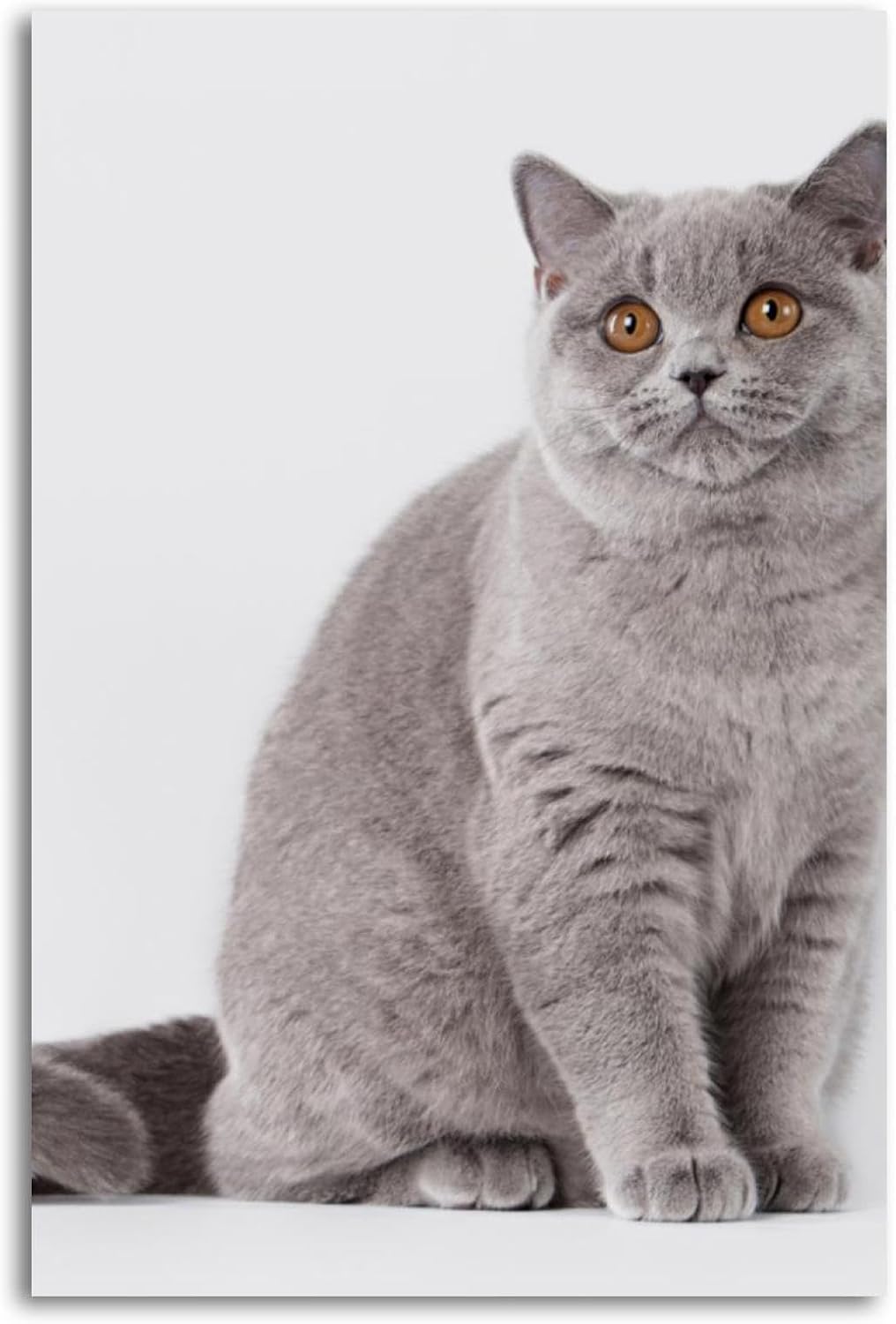 Home Office British - Metall-Blechschilder: Junge Blaue Britische Katze auf